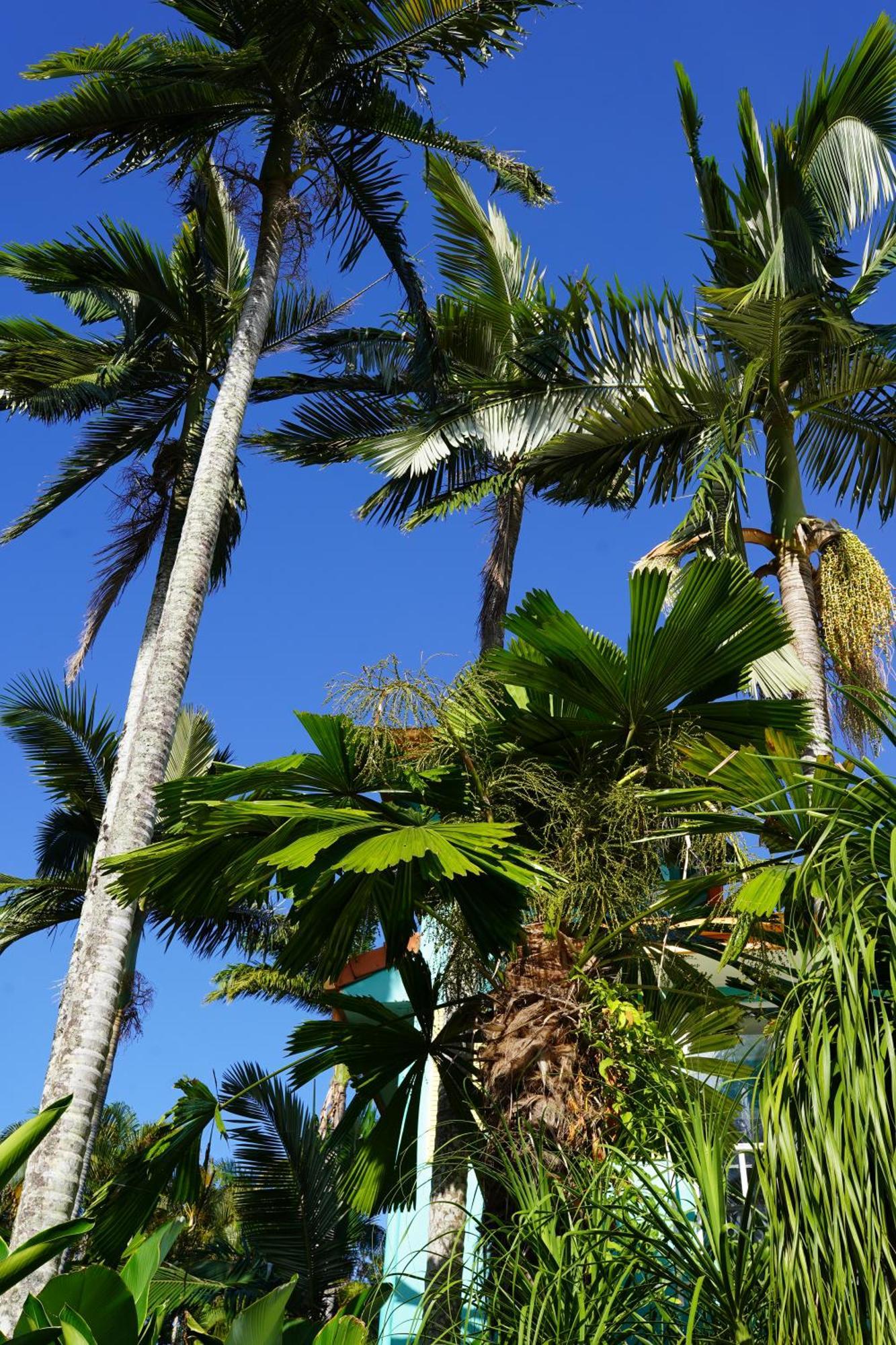 Casa Papaya Adults Only Apartment Port Douglas Exteriér fotografie